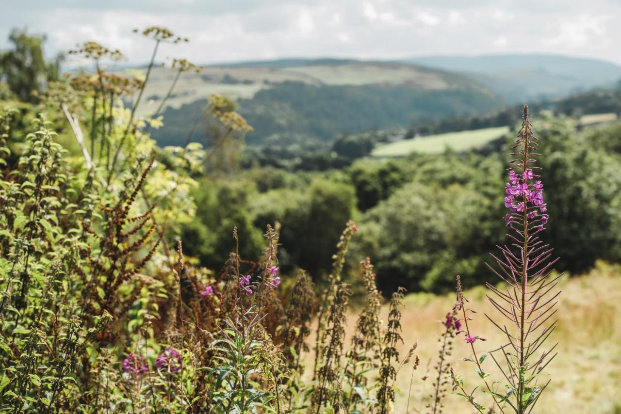 Daisy Bell Tent At Belan Bluebell Woods * Llanidloes